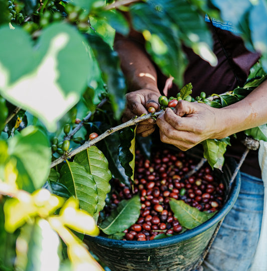 Un producteur local récolte ses cerises de café