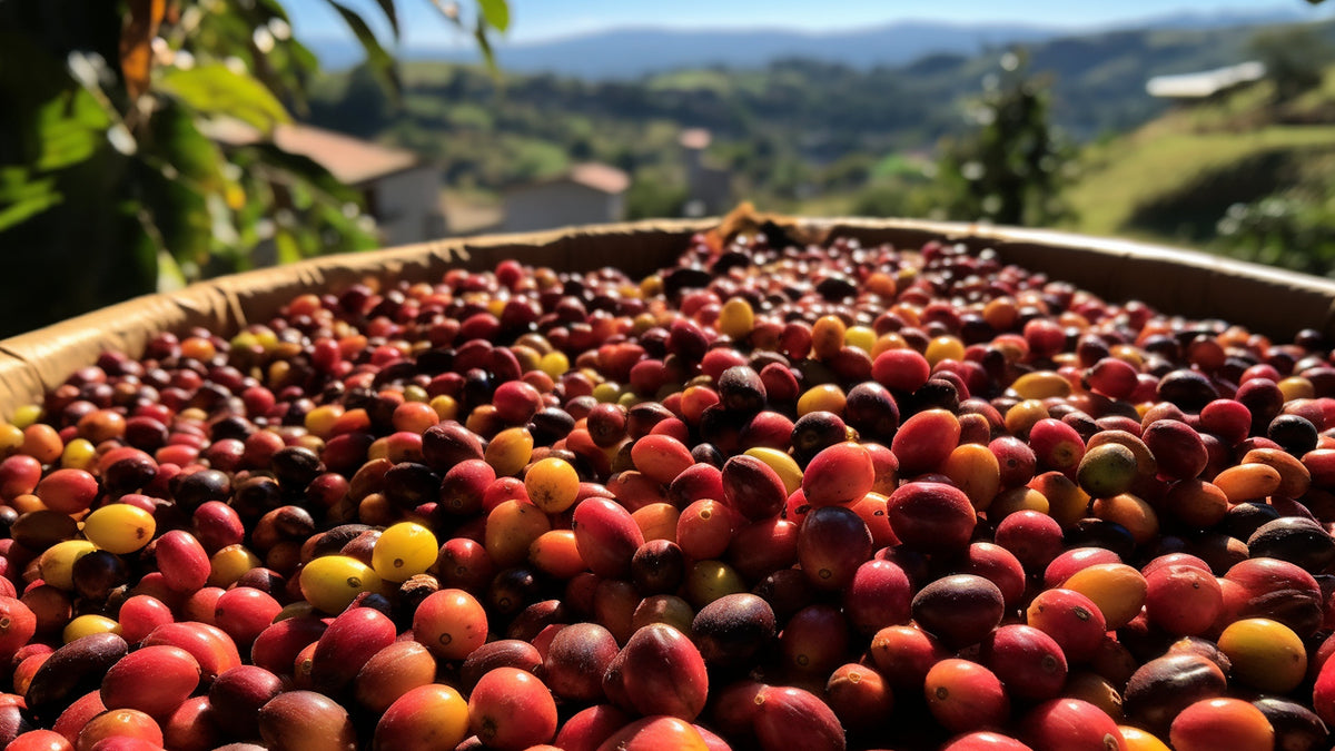 Cerises de café dans un bol dans la nature