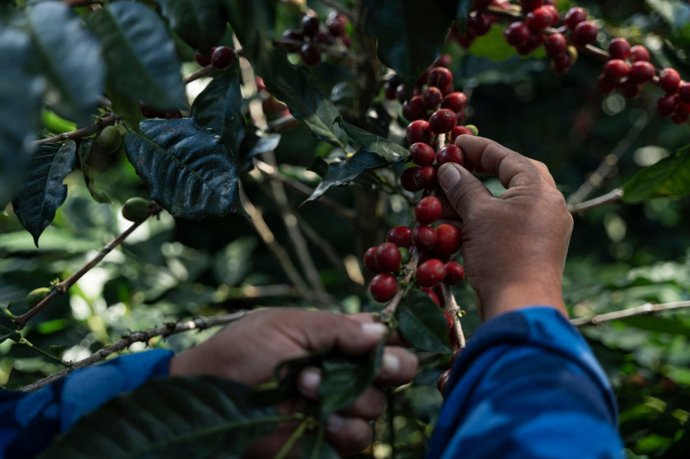 Récolte de cerises de café à la main