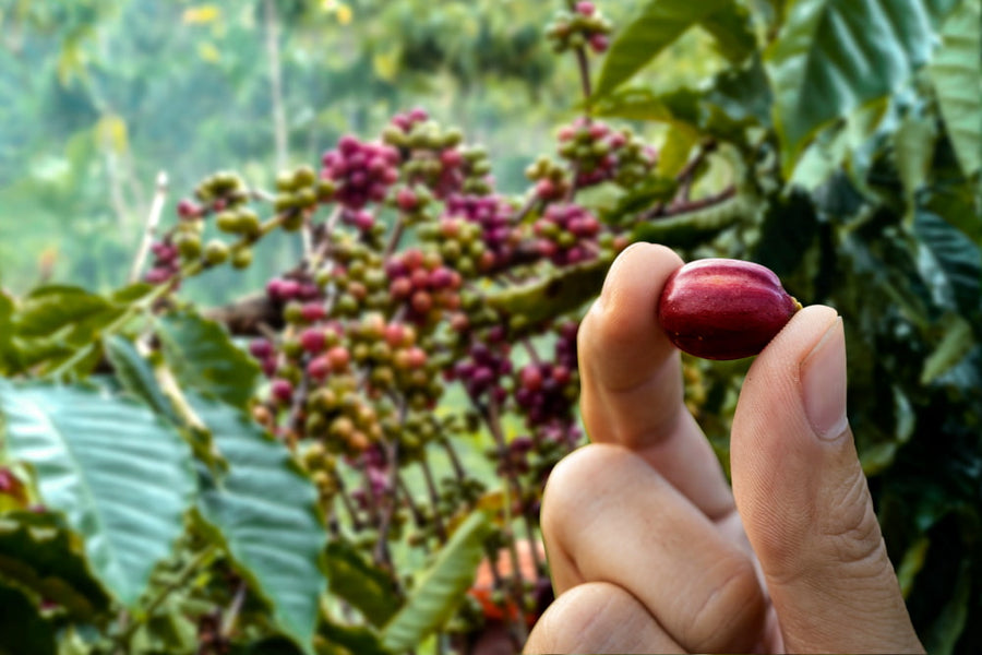 Cerises de café récoltées à la main